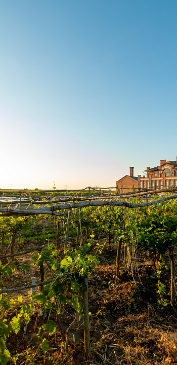 Экскурсия с дегустацией на винодельню «Вина Арпачина»